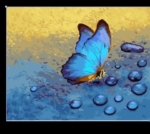 Paint By Numbers- Butterfly- 30 by 30cm -JK314