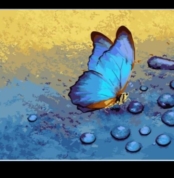 paint by number butterfly