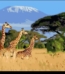 paint by number giraffe